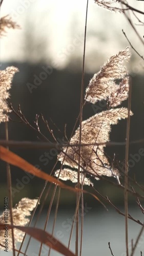 Schilf bei Sonnenuntergang