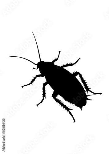 Cockroach Insect Silhouette