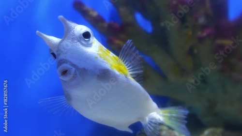 Slow Motion. Longhorn cowfish, Lactoria cornuta or horned boxfish - species of marine ray-finned fish belonging to family Ostraciidae, boxfishes. View through glass of aquarium