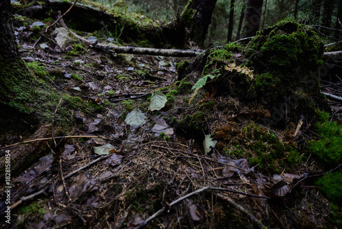 Photography Nordic Forest Floor Details