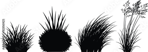 Four Black Silhouette Grass Clumps and Seed Heads on White Background vector