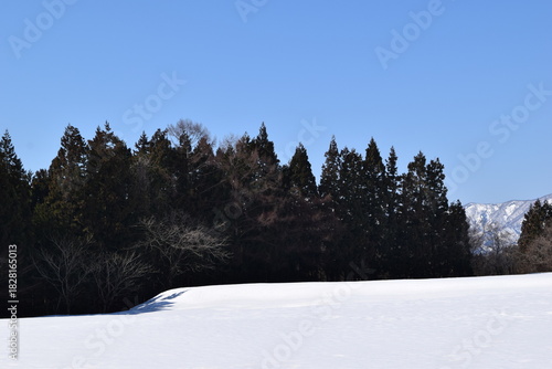 スギ林 雪景色 山形県