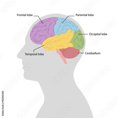 Brain anatomy inside head silhouette with labeled lobes. Medical education and neuroscience concept. Simplicity vector illustration, isolated.
