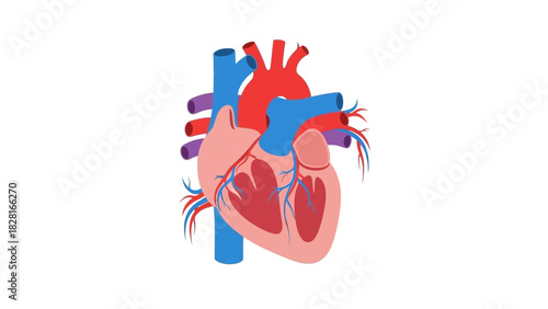 Illustration of a human heart with arteries and veins.