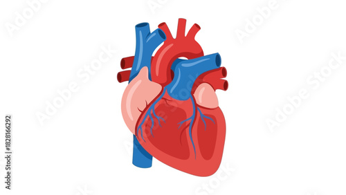 Illustration of a human heart with arteries and veins.