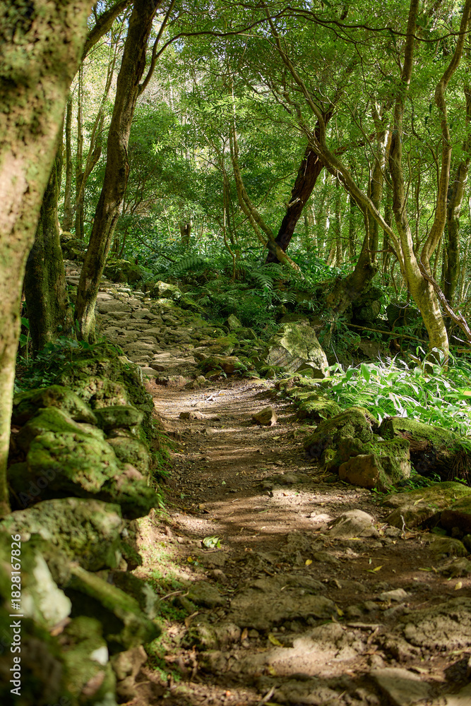 Fototapeta premium Forest hiking trail with dense vegetation, Flores Island, Azores