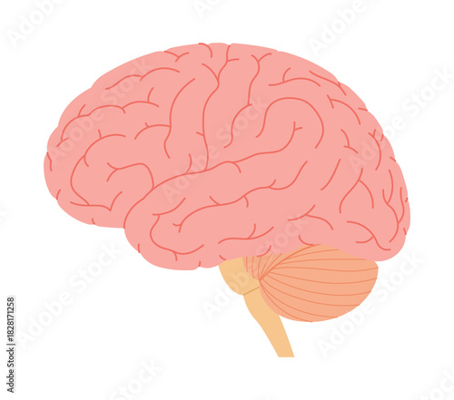 Human brain anatomy. Medical and neuroscience concept. Simplicity vector illustration, isolated.