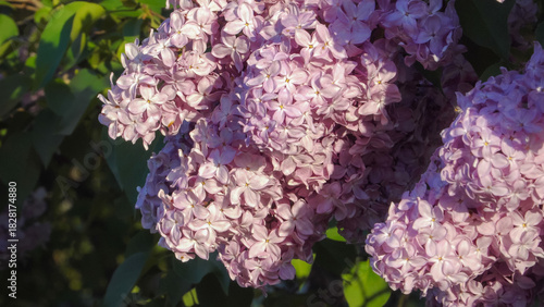 Close-up reveals delicate lilac florets glowing in spring sunlight, capturing vibrant textures and natural elegance in a lush floral close-up. 