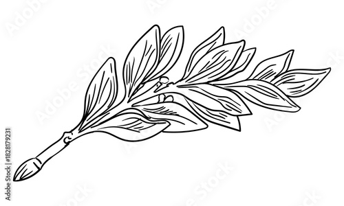 Hand drawn branch of laurel leaves vector isolated illustration