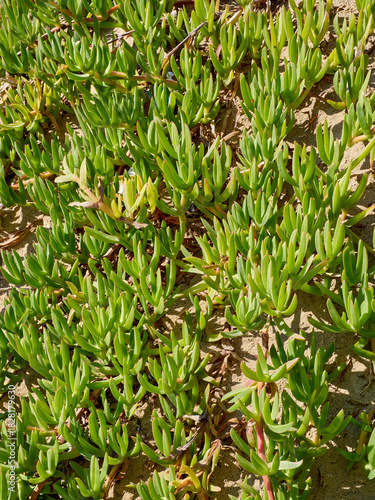 Carpobrotus, a ground cover plant with succulent leaves from the family Aizoaceae. Also called Ice Plant or Sour Fig