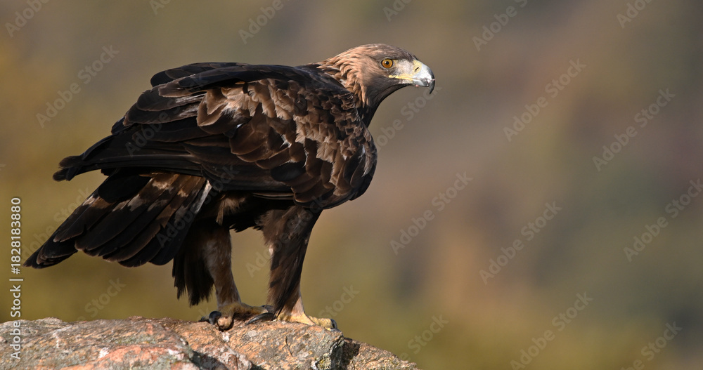 Fototapeta premium a majestic and powerful golden eagle in the mountain