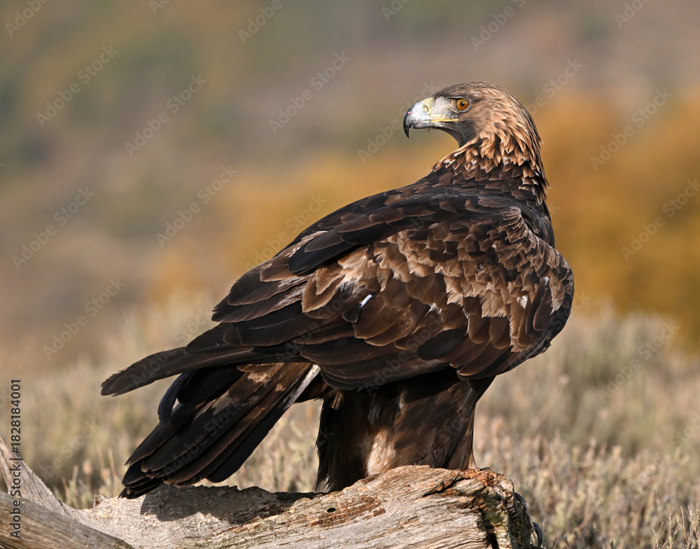 Fototapeta premium a majestic and powerful golden eagle in the mountain