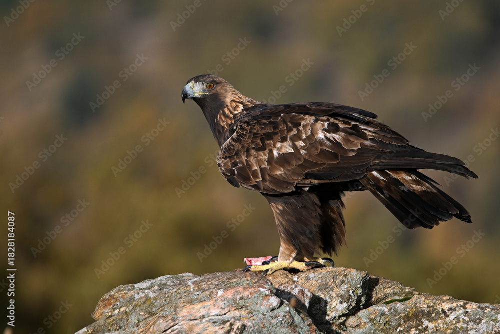 Fototapeta premium a golden eagle in the mountain on spain