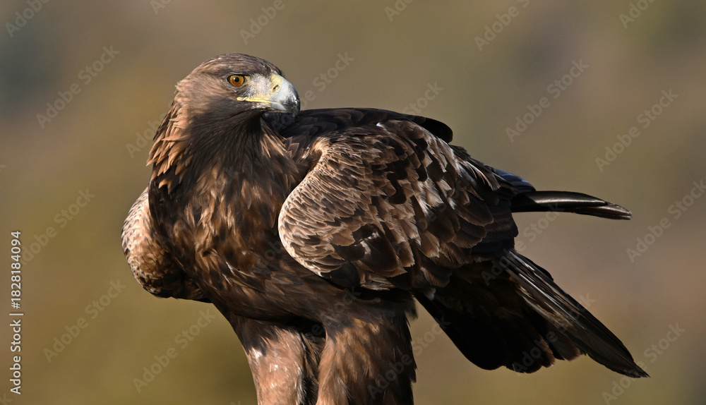 Fototapeta premium a majestic and powerful golden eagle in the mountain