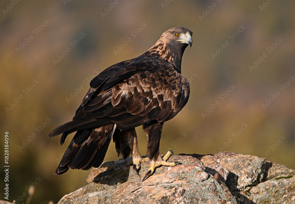 Fototapeta premium a majestic and powerful golden eagle in the mountain