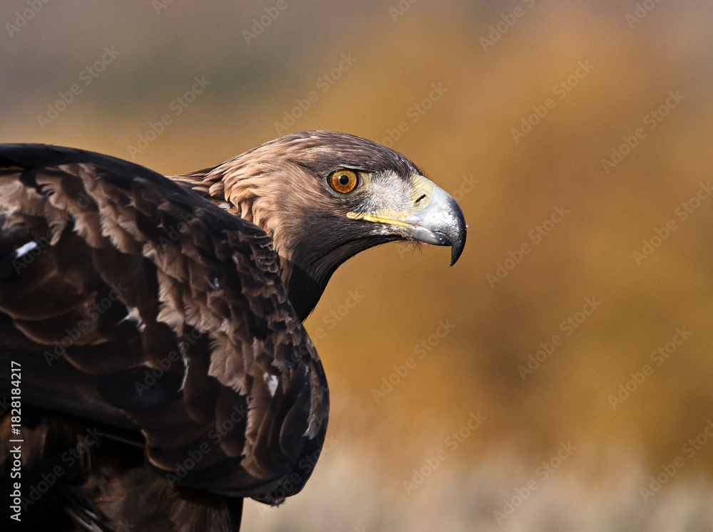 Fototapeta premium a golden eagle in the mountain on spain