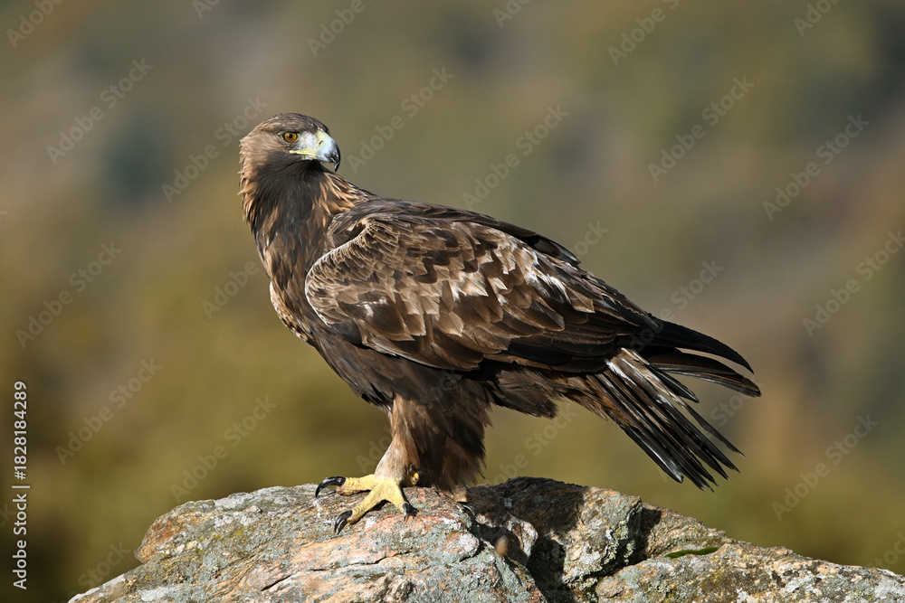 Fototapeta premium a majestic and powerful golden eagle in the mountain