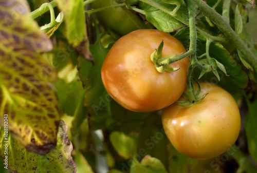 Close-up video captures the ripening process of tomatoes on the vine in a lush garden, emphasizing healthy growth, vibrant color transformation, and organic agriculture, perfect for food.