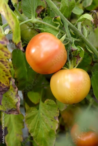 Close-up of ripening tomatoes growing on the vine, illustrating the beauty of home gardening, fresh produce, and the joy of harvesting homegrown vegetables in summer.
