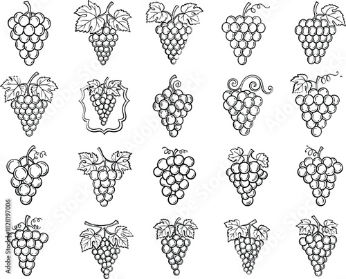 Grape bunches line art set. hand drawn vector collection.