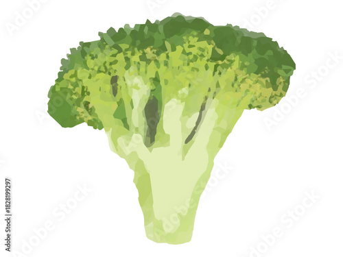 ブロッコリー小房のベクターイラスト(細身 半分カット)