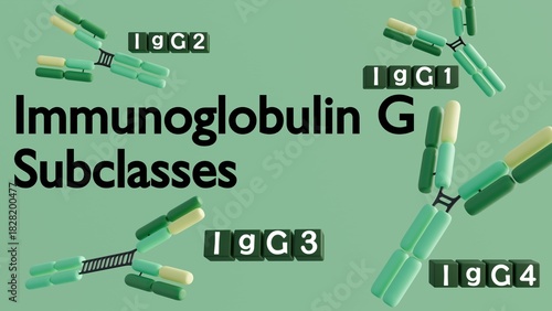 Fotografie 3D rendering of the four human IgG subclasses (IgG1, IgG2, IgG3, IgG4)