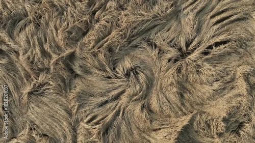 Fallen rice fields, aerial video from a vertical perspective in the North China Plain