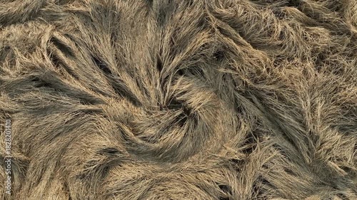 Fallen rice fields, aerial video from a vertical perspective in the North China Plain