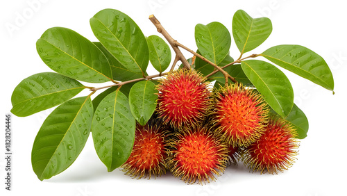 Rambutan branch with vibrant red spiky fruits, isolated on white background, exotic and unexpected tropical botanical subject.
