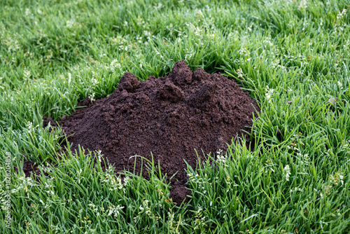 Fresh now mound of rich dark dirt from mole activity, mole hole, early morning in dew covered lush green grass with seed heads
