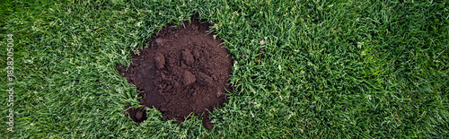 Fresh now mound of rich dark dirt from mole activity, mole hole, early morning in dew covered lush green grass with seed heads
