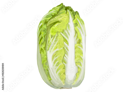 白菜のベクターイラスト 丸ごと ベーシック 斜め