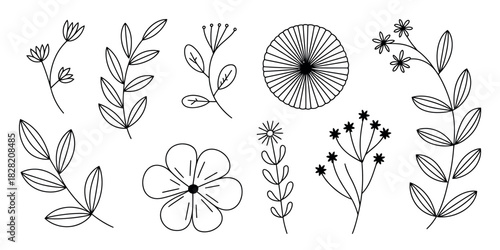 A collection of simple botanical line art drawings of flowers and leaves
