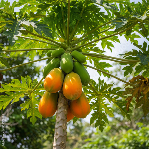 ripe mango tree