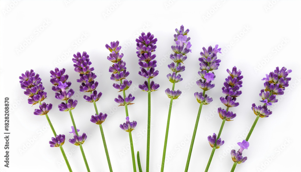 Naklejka premium Lavender stem purple flower herb floral blossom fragrance