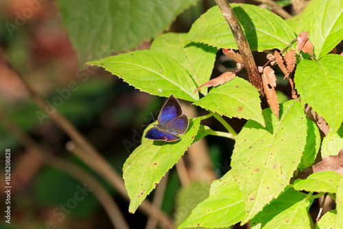 Japanese Oakblue found in an autumn park