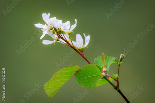 Spring Flowers, Grand Teton NP
