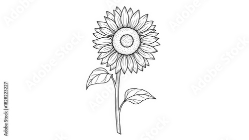 Sunflower outline illustration detailed line art drawing of a blooming flower isolated on white background