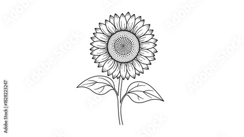 Sunflower outline illustration detailed vector drawing of a blooming flower with leaves isolated on white background