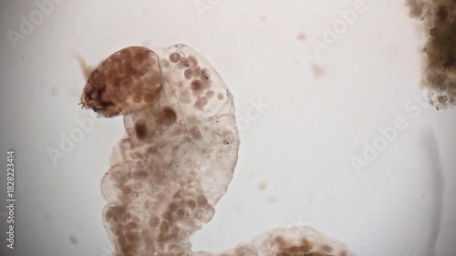 Organisms within an Organism