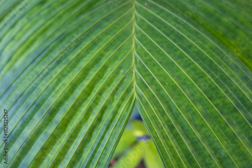 Fototapeta Closeup of the distinctive, green bifid leaf of the Ernest August's palm plant