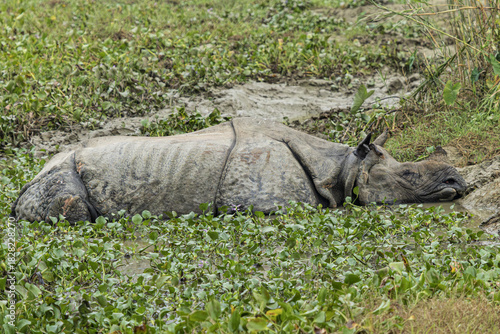 View of a rhino wallowing in muddy water, surrounded by lush green vegetation, its thick skin contrasting with the vibrant flora, Chitwan National Park, Nepal.