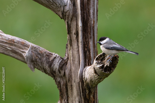 My little chickadee