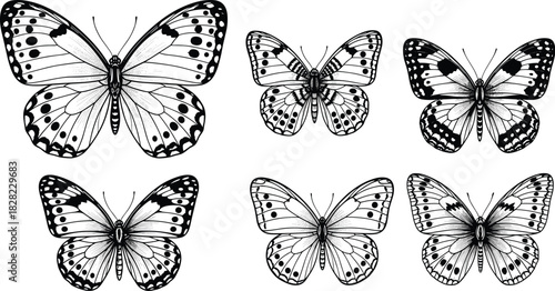 Detailed butterfly illustration set, symmetrical wing patterns, black and white insect drawings, botanical entomology artwork for nature, decoration, education, and design projects