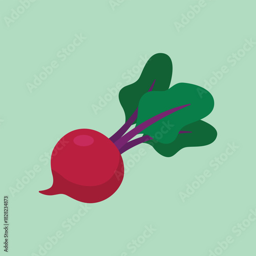 Vibrant red beetroot or radish with dark green leafy tops, a healthy root vegetable flat vector illustration for cooking and produce.