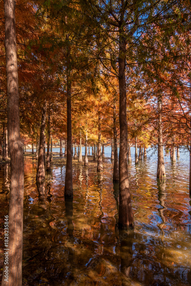 Fototapeta premium Metasequoia and reflections in autumn