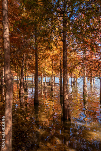 Metasequoia and reflections in autumn