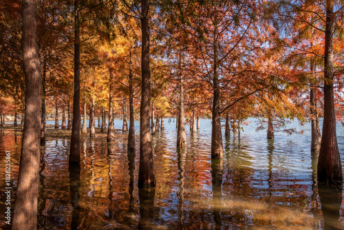 Metasequoia and reflections in autumn