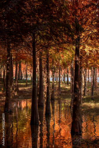 Metasequoia and reflections in autumn