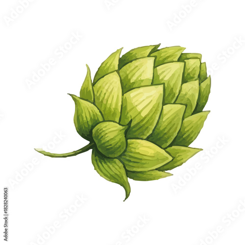 Watercolor-style hop (beer) illustration／水彩テイストのホップ・ビールのイラスト